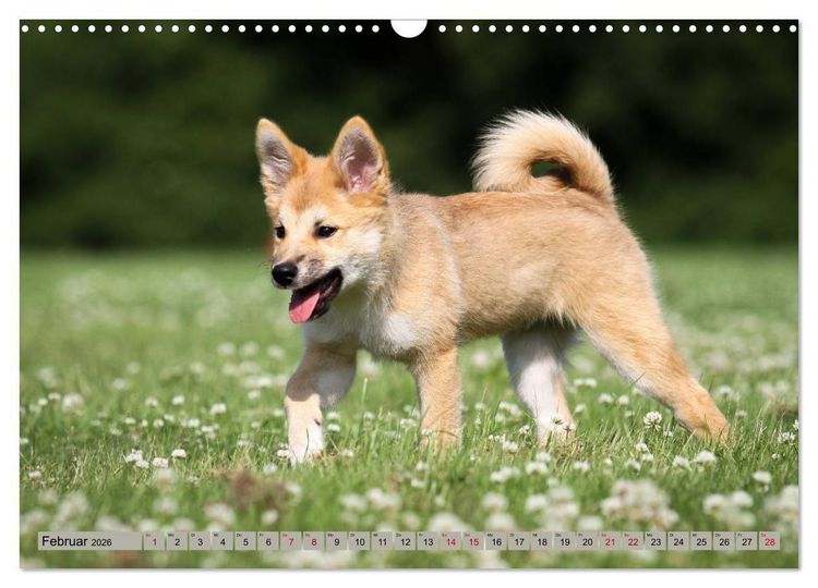 Produktbild: Tierkinder klein und s&uuml;&szlig; (Wandkalender 2026 DIN A3 quer), CALVENDO Monatskalender