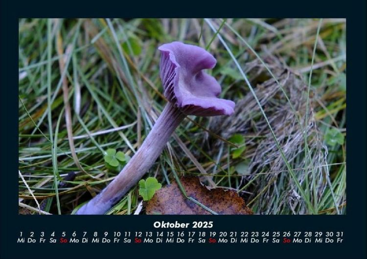 Produktbild: Pilzkalender 2025 Fotokalender DIN A4