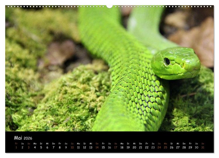 Produktbild: Reptilien 2026 (hochwertiger Premium Wandkalender 2026 DIN A2 quer), Kunstdruck in Hochglanz