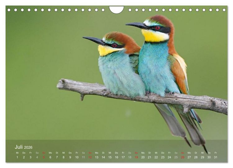 Produktbild: Europ&auml;ische Bienenfresser (Wandkalender 2026 DIN A4 quer), CALVENDO Monatskalender