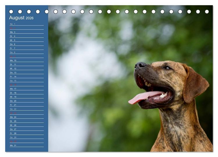 Produktbild: Eine bunte Mischung - wundersch&ouml;ne Mischlingshunde / Geburtstagskalender (Tischkalender 2026 DIN A5 quer), CALVENDO Monatskalender