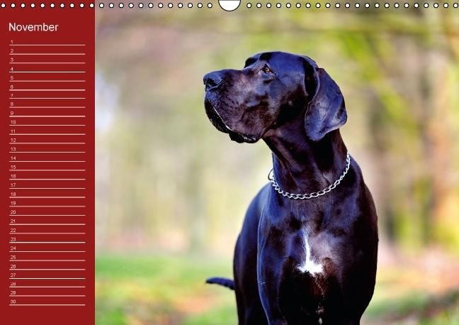 Produktbild: Deutsche Doggen / Geburtstagskalender (Wandkalender immerw&auml;hrend DIN A3 quer)