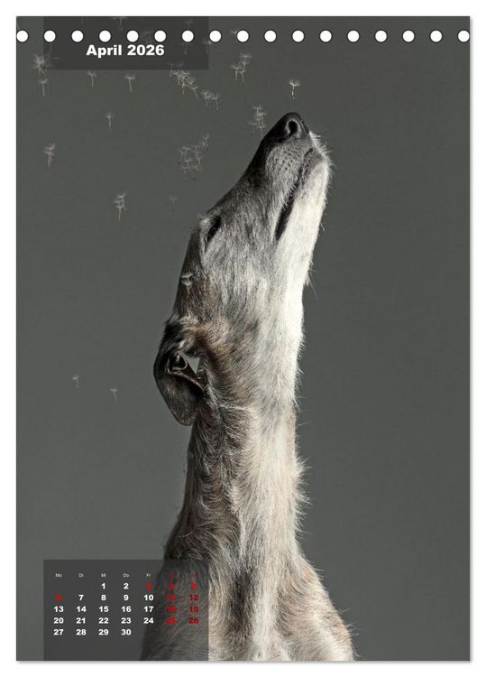 Produktbild: UNDERDOG - Windhundportraits (Tischkalender 2026 DIN A5 hoch), CALVENDO Monatskalender