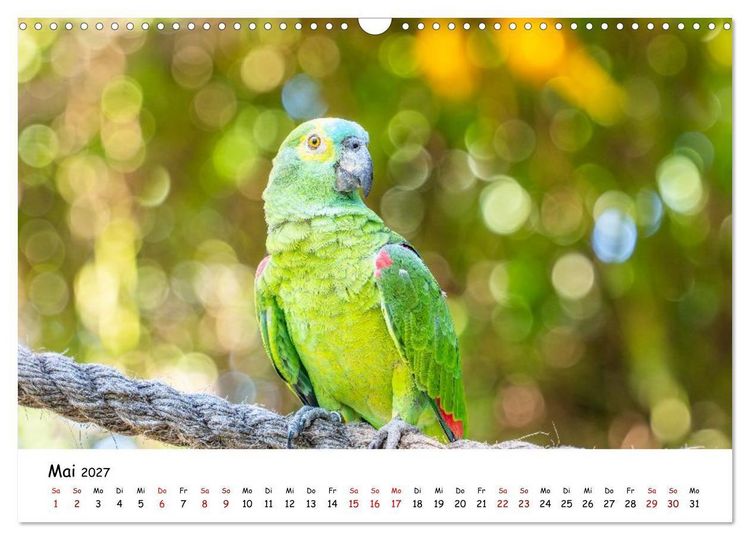 Produktbild: Aras und bunte Sittiche: Exotische Papageien-Portr&auml;ts (Wandkalender 2027 DIN A3 quer), CALVENDO Monatskalender