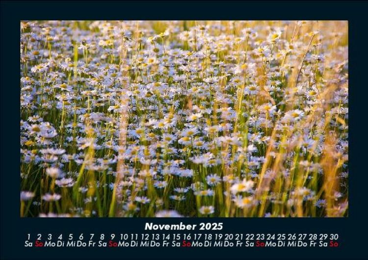 Produktbild: Blumenkalender 2025 Fotokalender DIN A5