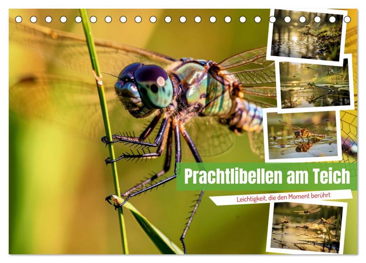 Produktbild: Prachtlibellen am Teich (Tischkalender 2027 DIN A5 quer), CALVENDO Monatskalender