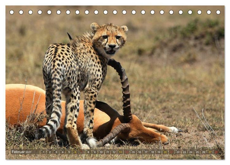 Produktbild: Geparden - Begegnungen in Afrika (Tischkalender 2027 DIN A5 quer), CALVENDO Monatskalender