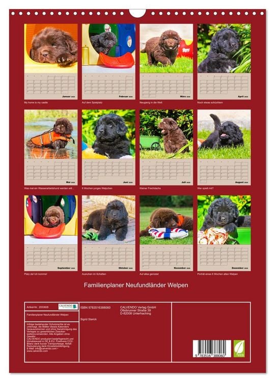 Produktbild: Familienplaner Neufundl&auml;nder Welpen (Wandkalender 2026 DIN A3 hoch), CALVENDO Monatskalender