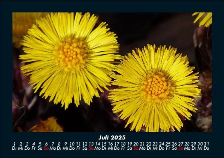 Produktbild: Blumentr&auml;ume 2025 Fotokalender DIN A5
