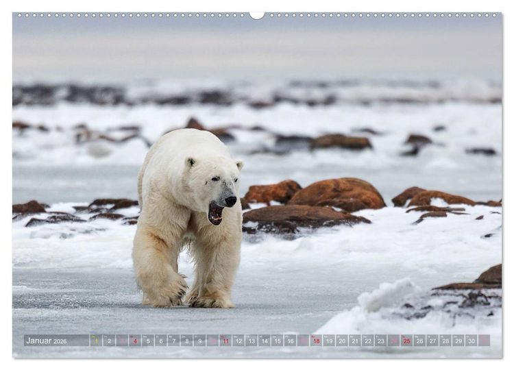 Produktbild: AN DER HUDSON BAY (Wandkalender 2026 DIN A2 quer), CALVENDO Monatskalender