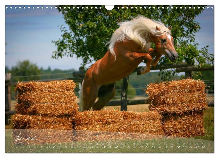 Produktbild: Haflinger-Pferde in Reinzucht (Wandkalender 2026 DIN A3 quer), CALVENDO Monatskalender