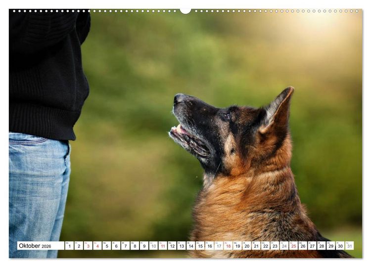 Produktbild: Deutscher Sch&auml;ferhund - Der beste Freund des Menschen (Wandkalender 2026 DIN A2 quer), CALVENDO Monatskalender