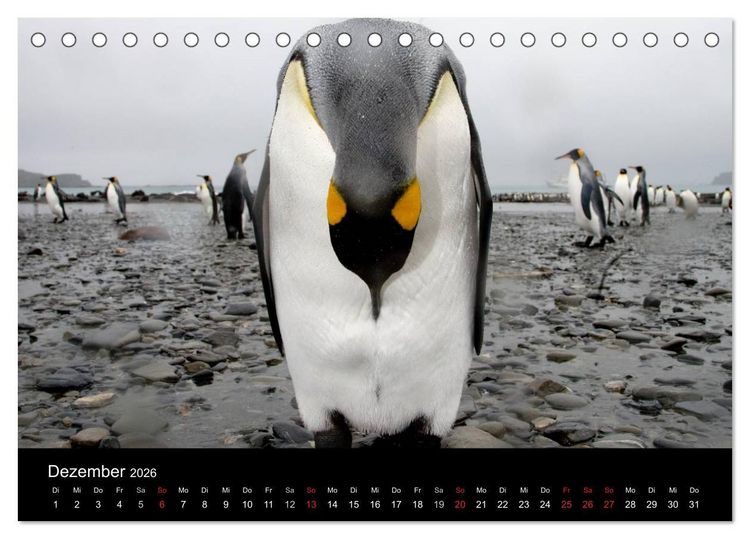 Produktbild: Antarktis 68&deg; S&uuml;d (Tischkalender 2026 DIN A5 quer), CALVENDO Monatskalender