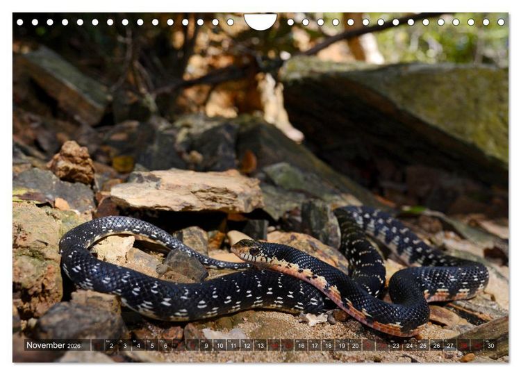 Produktbild: Reptilien auf Madagaskar (Wandkalender 2026 DIN A4 quer), CALVENDO Monatskalender