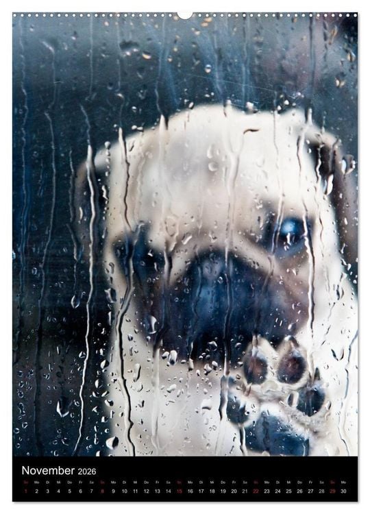 Produktbild: Das Mops-Jahr 2026 (Wandkalender 2026 DIN A2 hoch), CALVENDO Monatskalender