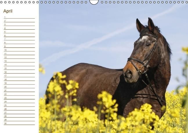 Produktbild: Der Pferde-Geburtstagskalender (Wandkalender immerw&auml;hrend DIN A3 quer)