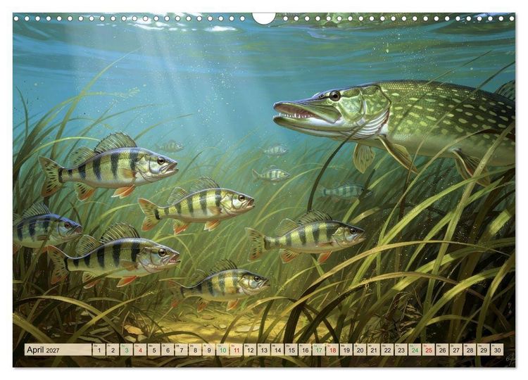 Produktbild: Barsche im See (Wandkalender 2027 DIN A3 quer), CALVENDO Monatskalender