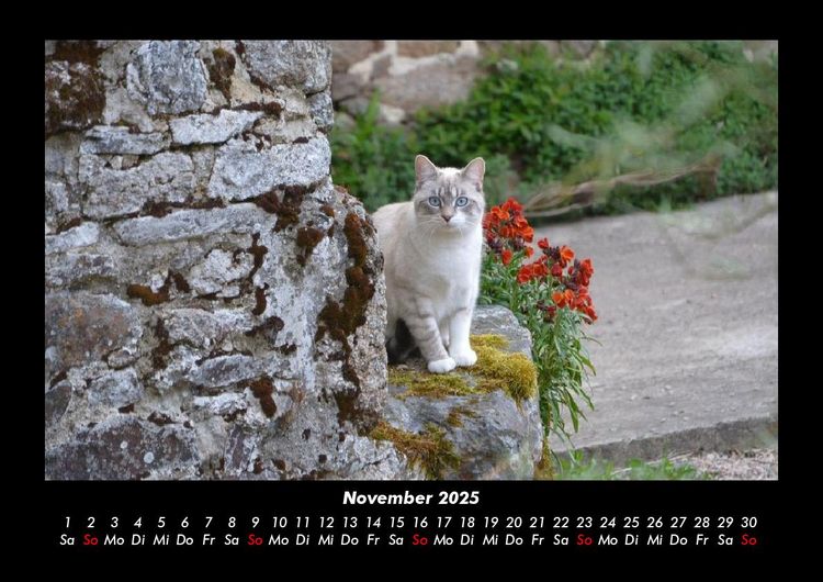 Produktbild: F&uuml;r Katzenfreunde 2025 Fotokalender DIN A3
