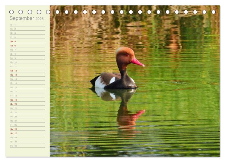 Produktbild: Wiedehopf und Co - von Ren&eacute; Schaack (Tischkalender 2026 DIN A5 quer), CALVENDO Monatskalender