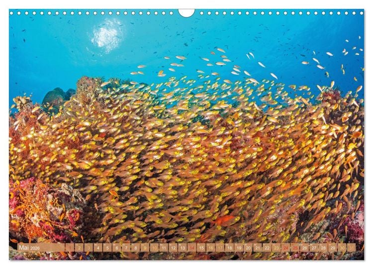 Produktbild: Fischparadies Riff (Wandkalender 2026 DIN A3 quer), CALVENDO Monatskalender