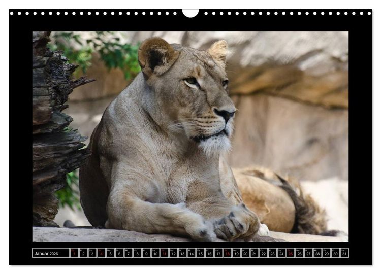 Produktbild: Dresdner Zootiere 2026 (Wandkalender 2026 DIN A3 quer), CALVENDO Monatskalender