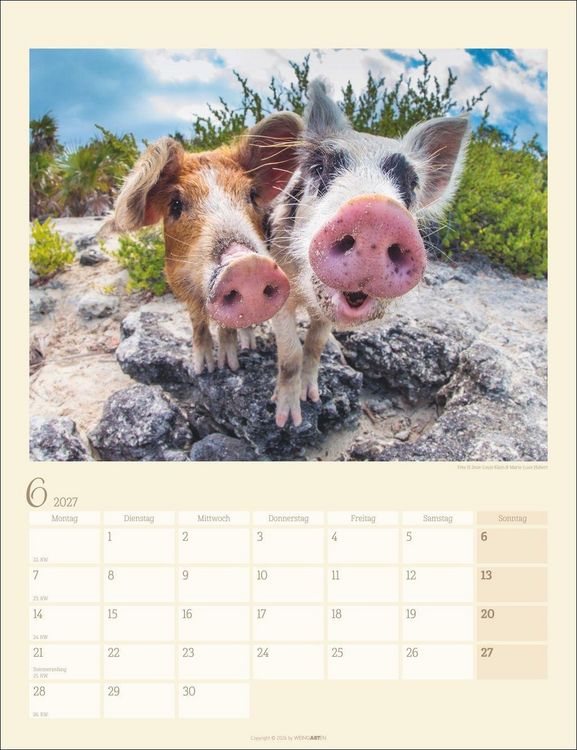 Produktbild: Schweinchen Kalender 2027