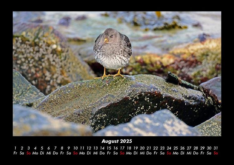Produktbild: Nordsee 2025 Fotokalender DIN A3