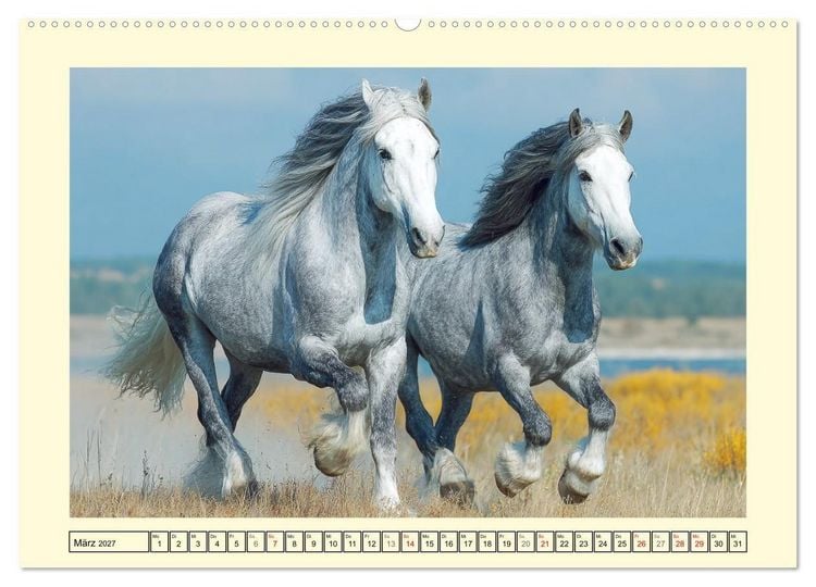 Produktbild: Shire Horse Zauber. Englands elegante Riesen (hochwertiger Premium Wandkalender 2027 DIN A2 quer), Kunstdruck in Hochglanz