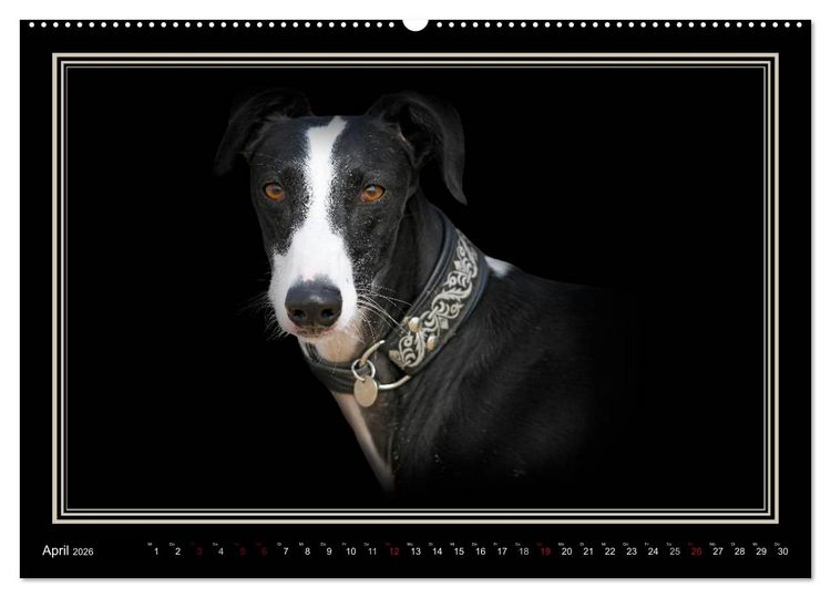 Produktbild: Galgo Espa&ntilde;ol 2026- Der spanische Windhund (Wandkalender 2026 DIN A2 quer), CALVENDO Monatskalender