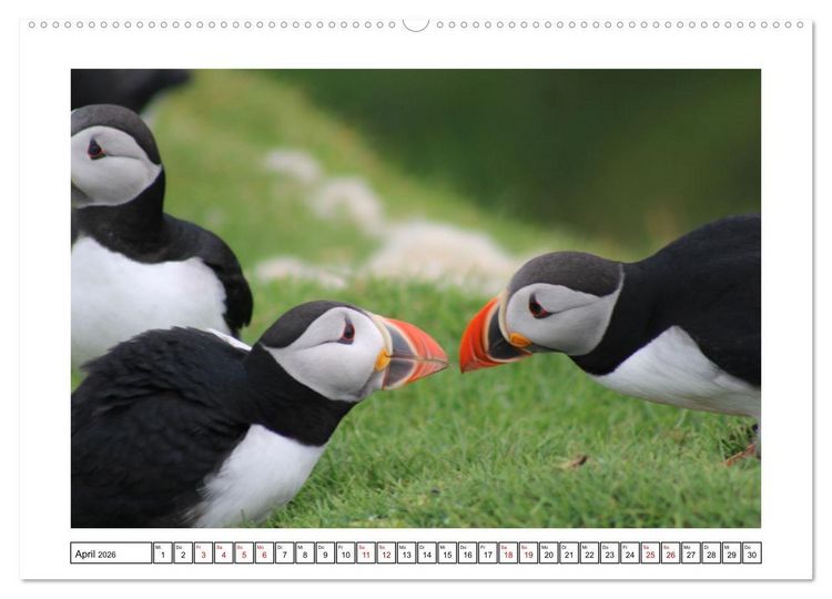 Produktbild: Papageientaucher 2026 - Magische V&ouml;gel des Nordmeers (Wandkalender 2026 DIN A2 quer), CALVENDO Monatskalender