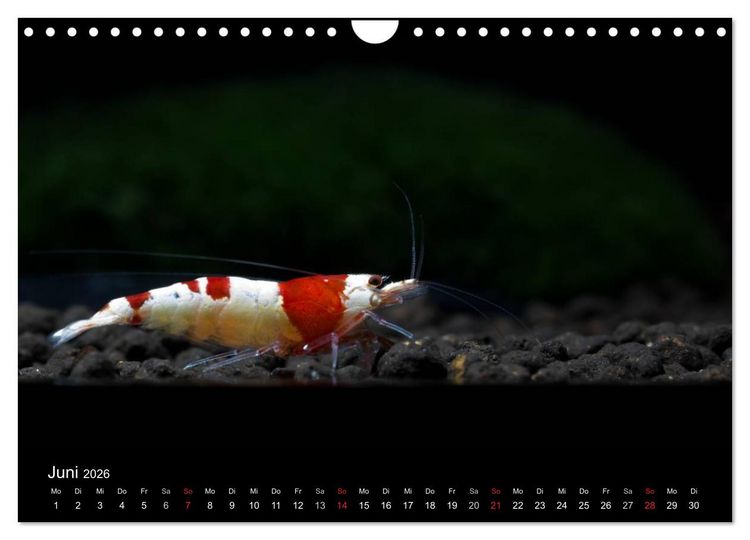Produktbild: Zwerggarnelen - gepanzerte Juwelen im Aquarium (Wandkalender 2026 DIN A4 quer), CALVENDO Monatskalender