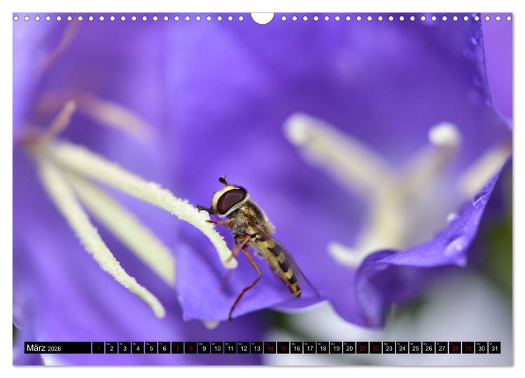 Produktbild: Insekten-Sommer (Wandkalender 2026 DIN A3 quer), CALVENDO Monatskalender