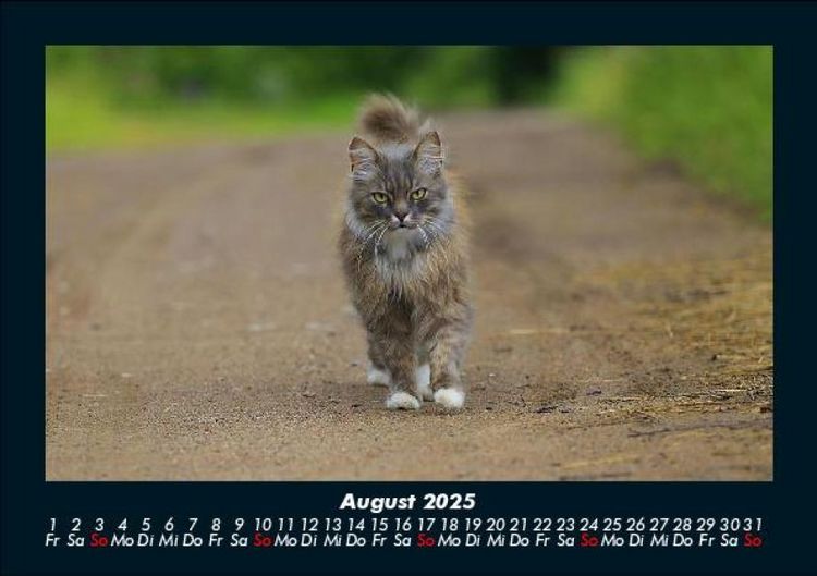Produktbild: F&uuml;r Katzenfreunde 2025 Fotokalender DIN A5