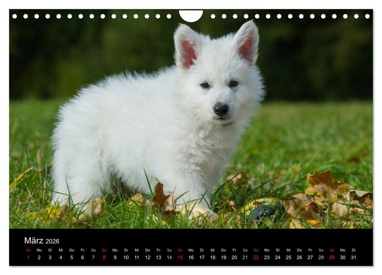 Produktbild: Wei&szlig;er Schweizer Sch&auml;ferhund - Ein Tag im Leben einer Hundefamilie (Wandkalender 2026 DIN A4 quer), CALVENDO Monatskalender