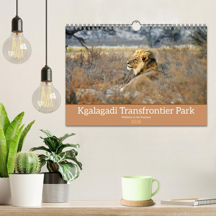 Produktbild: Kgalagadi - Fauna und Wildtiere in der Kalahari (Wandkalender 2026 DIN A4 quer), CALVENDO Monatskalender