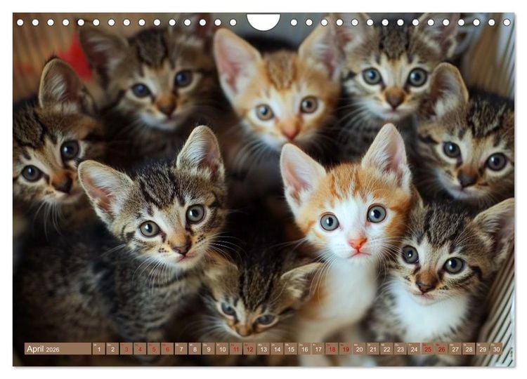 Produktbild: Kuschelblicke (Wandkalender 2026 DIN A4 quer), CALVENDO Monatskalender