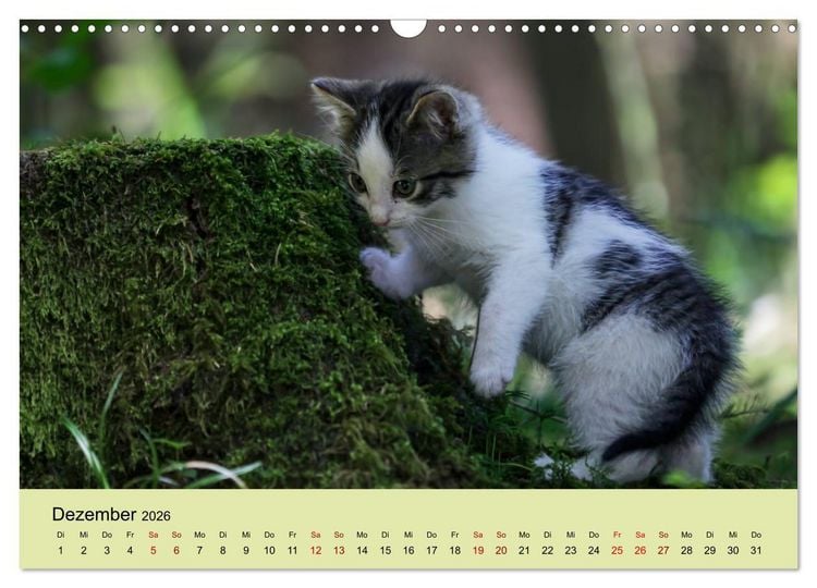 Produktbild: Junge Katzen im Wald (Wandkalender 2026 DIN A3 quer), CALVENDO Monatskalender