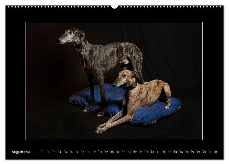 Produktbild: Windhunde - Schnelle Sch&ouml;nheiten (Wandkalender 2026 DIN A2 quer), CALVENDO Monatskalender