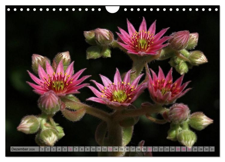 Produktbild: Sempervivum - Hauswurz (Wandkalender 2026 DIN A4 quer), CALVENDO Monatskalender