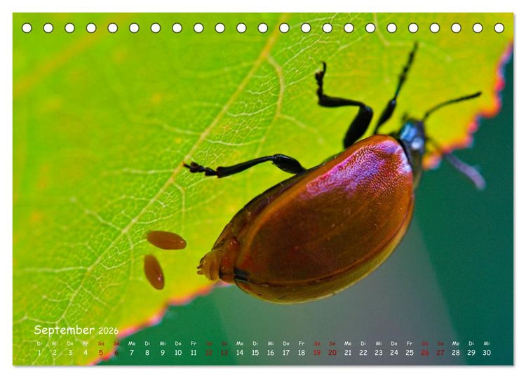 Produktbild: Tierische Untermieter (Tischkalender 2026 DIN A5 quer), CALVENDO Monatskalender