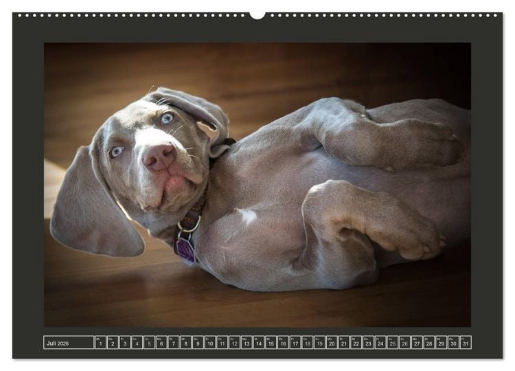 Produktbild: Weimaraner - Ein Welpenjahr (hochwertiger Premium Wandkalender 2026 DIN A2 quer), Kunstdruck in Hochglanz