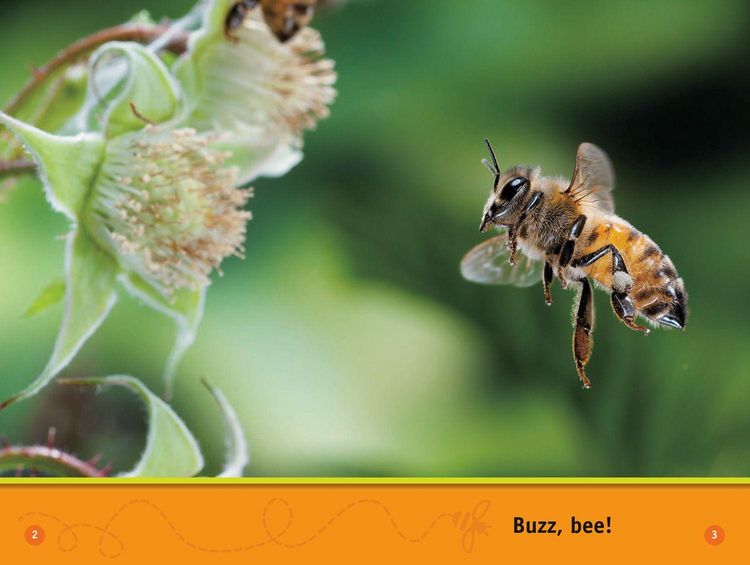 Produktbild: Buzz, Bee!