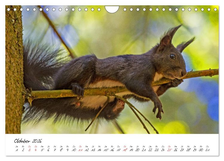 Produktbild: Die Schwarzwald-Eichh&ouml;rnchen (Wandkalender 2026 DIN A4 quer), CALVENDO Monatskalender