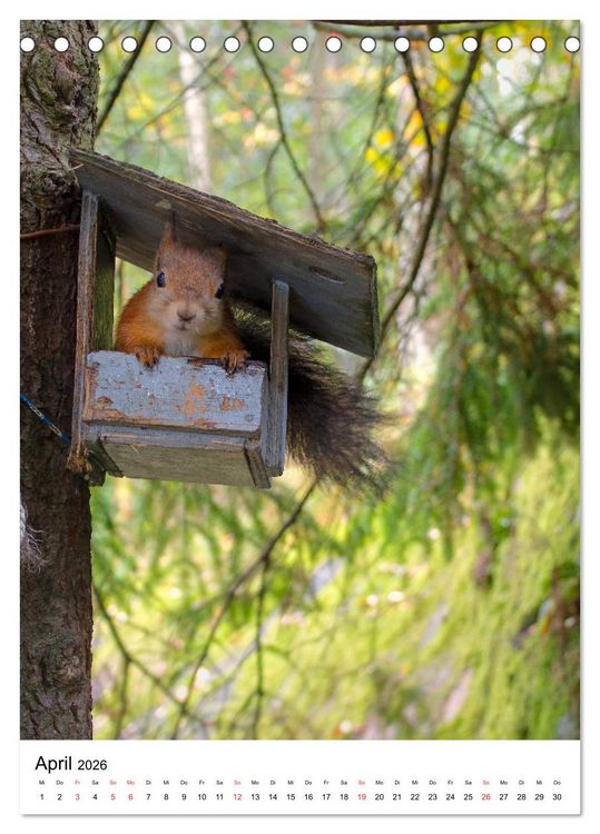 Produktbild: Eichh&ouml;rnchen - Einfach zum Verlieben (Tischkalender 2026 DIN A5 hoch), CALVENDO Monatskalender