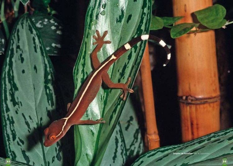 Produktbild: Der Streifengecko