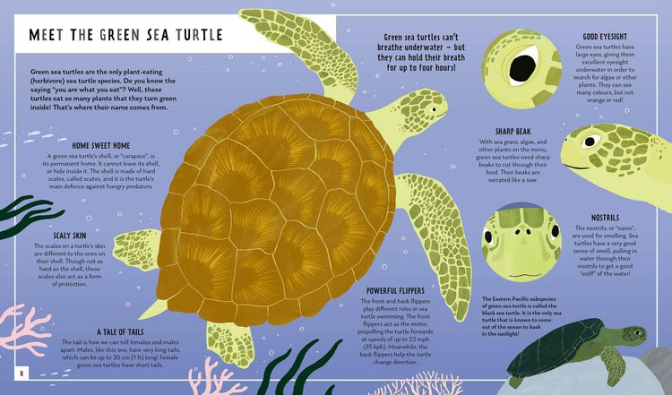 Produktbild: Green Sea Turtle (Young Zoologist)