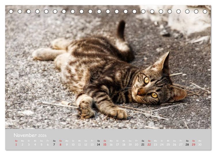 Produktbild: Katzen des S&uuml;dens (Tischkalender 2026 DIN A5 quer), CALVENDO Monatskalender