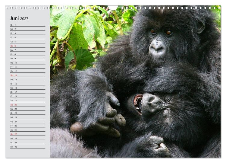 Produktbild: Berggorillas - die sanften Riesen (Wandkalender 2027 DIN A3 quer), CALVENDO Monatskalender