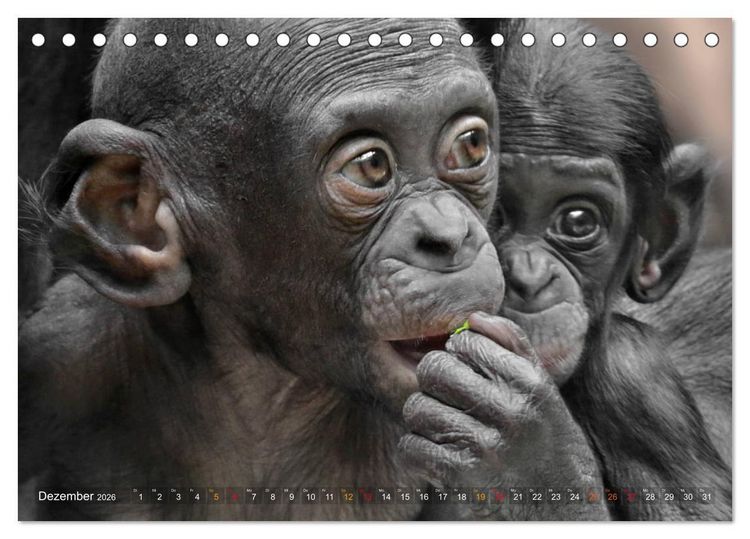 Produktbild: MENSCHENAFFENKINDER 2 (Tischkalender 2026 DIN A5 quer), CALVENDO Monatskalender