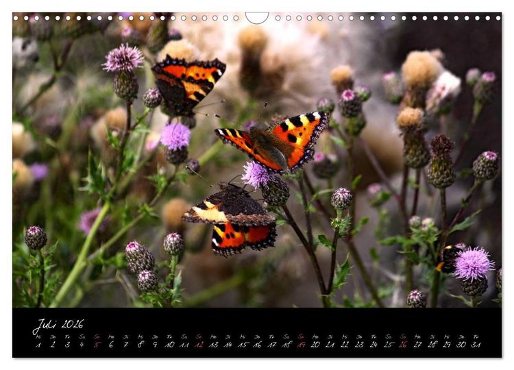 Produktbild: Zeit der Natur - Ein Augenblick zur Ewigkeit (Wandkalender 2026 DIN A3 quer), CALVENDO Monatskalender